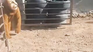 Pakistani funny man attacking in dog.