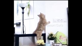 Funny Cat's funniest animal funny cats and Dogs ????