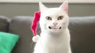 Funny, Cute Cats.
