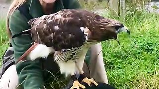 Eagle