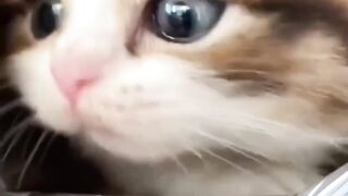 Cat in the bag