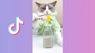 THAT LITTLE PUFF TikTok Compilation 2022 #catdrinkmaker #cats