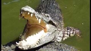 CROCODILE Music