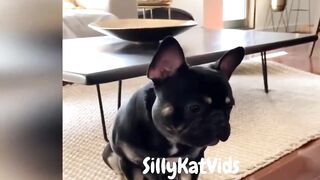 Funny Cat videos in 2023! Cats doing Cute things.