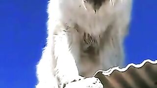 Dangerous dog ????????????