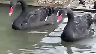 Beautiful swan couple