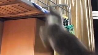 Cute and Funny Baby Cat