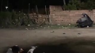Funny videos