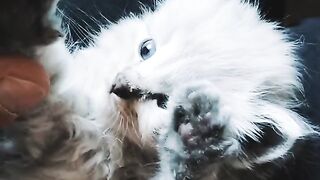 4K Quality Animal Footage - Cat kitten