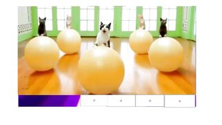 Fun time cats