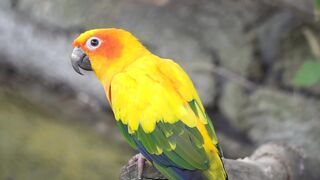 Beautiful parrot