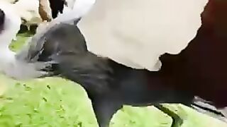 Beautiful bird grou Brazilian