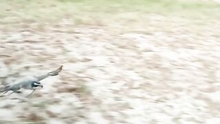 Unbelievable Eagle training #eagle