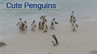 A Cute Penguins on the Beach