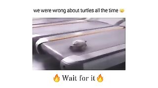 Turtles are very fast