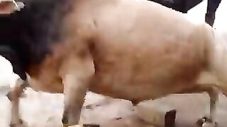 zabardast_fighthing#shootzaibkhan#followme_#fight#viral_#popular_#sahilkhan_#onelifebaby(360p