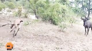 Hunting