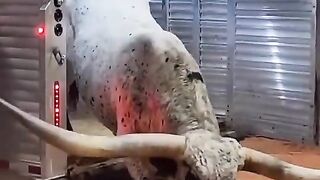 Bull with big horns