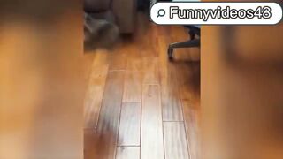 Cat vs Dog Funny reactions