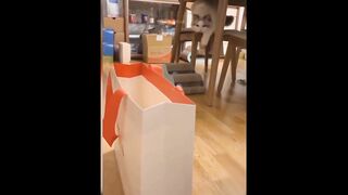 Baby Cats - Cute and Funny Cat Videos Romance_ Animals?