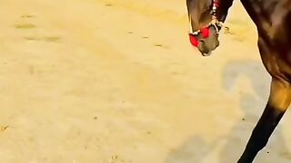 Unstoppable Horse