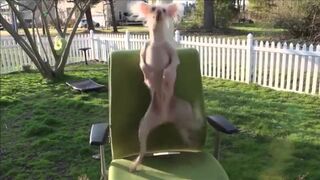 Funny Dancing Dogs Compilation - Try Not To Laugh!.