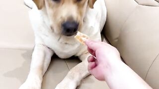 Smart dogs and funny tricks. Fun