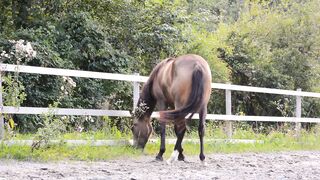 Horse, pony, foal