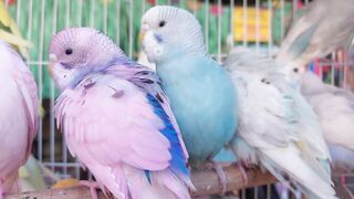 Parakeet, parrot, bird