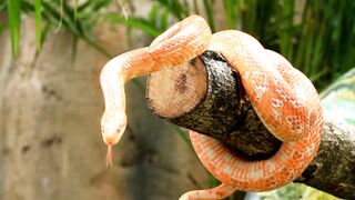 Snake, viper, serpent