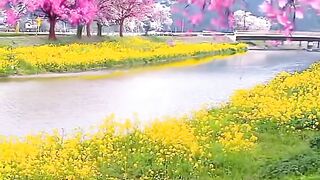 This weather, this weather, the sounds of birds are so sweet.