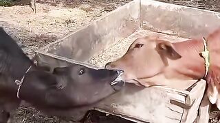 kiss me kiss me dont miss me