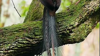 Animal sounds