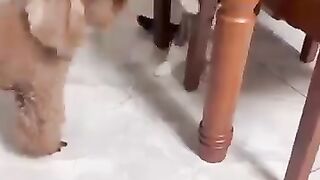 Funny cat