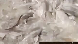 Ukuran kolam induk lele paling kecil dan jumlah induk lele nya