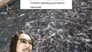 Air kolam butek dan bau itu RESIKO budidaya dikolam TERTUTUP, Atasi dengan cara ini