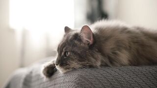 Close up of a cute grey cat lying on ...