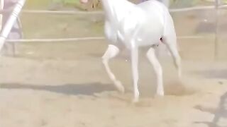 الخيل دهبي