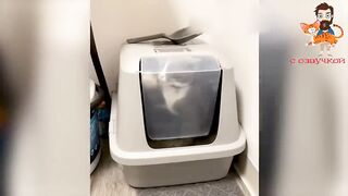 Приколы с котами и классной озвучкой