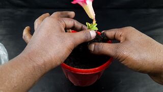 How to grow adenium plant
