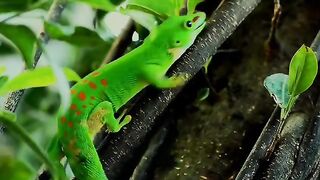Beautiful scenery of Nature with soft Beat Boxing - Relaxing