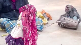 Bander ne dholak bajaye