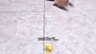 Funny Cats ???? - Best Funny Cat Videos 2024