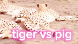 tiger vs pig