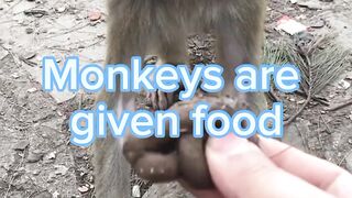 Monkeys are given food