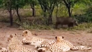 Harimau tidur
