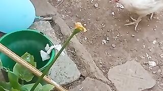 Most criezest chicken
