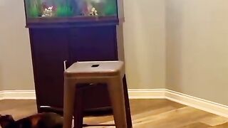 funy cat