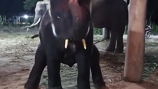 dancing elephant