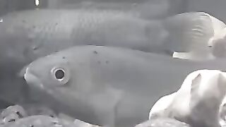 Classical music and looking fish